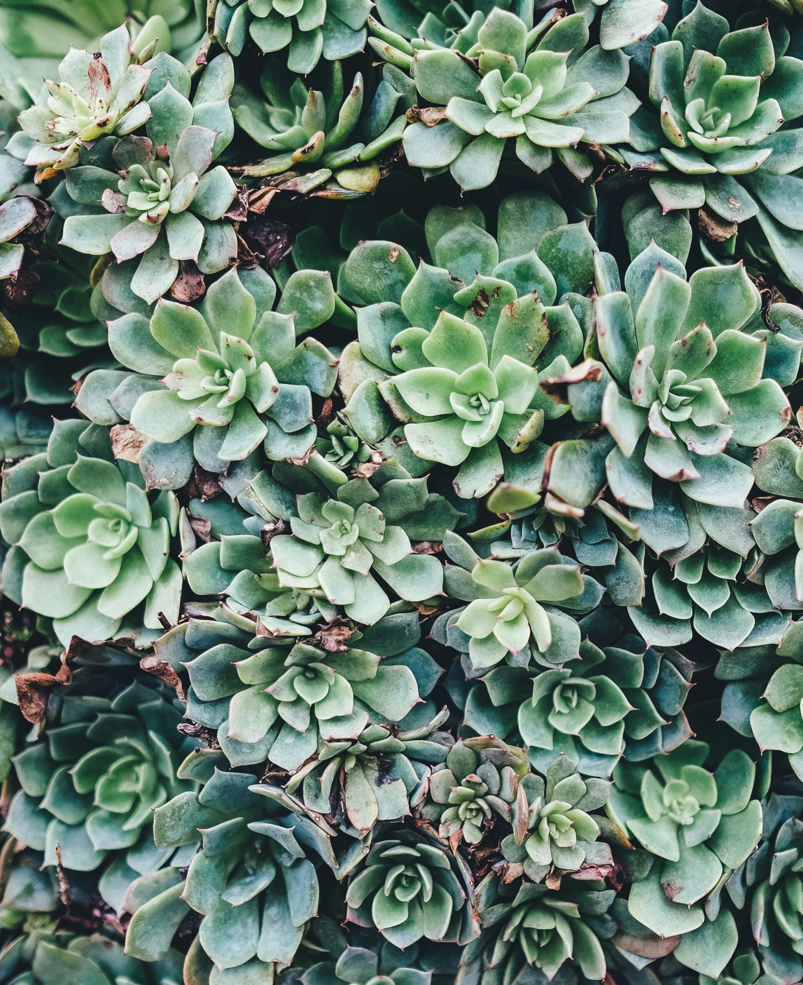 Plantas de Baixa Manutenção e Plantas para Purificar o Ar: Dupla Benefício para Casa e Escritório